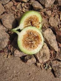 Image result for Ficus polita