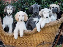 Find 1307 listings of afghan hound puppies for sale in niue near you. Kimberly Kurtz Is From Pennsylvania And Breeds Afghan Hounds Akc Proudly Supports Dedicated And Responsible Breed Afghan Hound Puppy Hound Puppies Afghan Hound