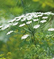 Buy Ammi Majus Bishop S Flower Sarah Raven