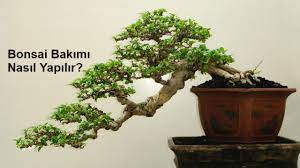 Çam ağacının ekim zamanı nedir? Bonsai Agaci Nasil Yetistirilir 20 Kritik Bakim Ipucu