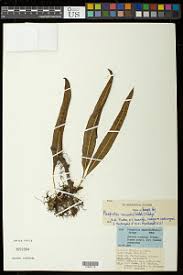 Image result for Lepisorus excavatus