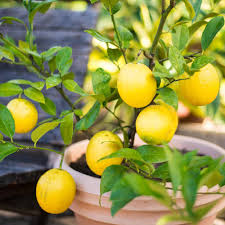 They are usually under 10 feet tall, whereas their standard counterparts can. How To Plant Indoor Dwarf Citrus Trees The Home Depot