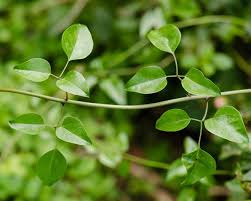 Image result for Jasminum fluminense
