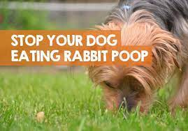 How To Stop A Dog From Eating Rabbit Poop 6 Tips