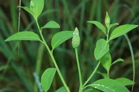 Image result for Sphenoclea zeylanica