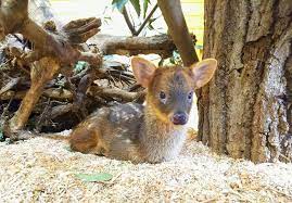 埼玉県こども動物自然公園 公式 on twitter animals kangaroo