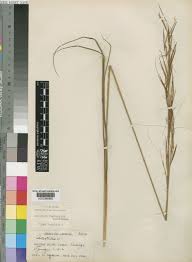 Image result for Sartidia angolensis