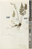 Image result for Asplenium uhligii