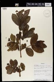 Image result for Crossopteryx