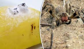 How many spiders in a spider egg? Horror As Deadly Brazilian Wandering Spider Eggs Found In Bananas World News Express Co Uk