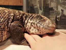 Monitor Lizards Are Like Cuddly Pet Dinosaurs 11 Photos Pet Lizards Monitor Lizard Lizard