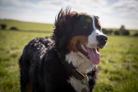 Als selbstsicher und aufmerksam gilt dieser hund. Der Berner Sennenhund Wissenswertes Vor Der Anschaffung