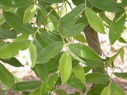 Image result for Hexalobus monopetalus