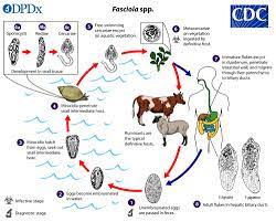 Do you like this video? Watch This Beautifully Disgusting Liver Fluke Parasite Explore Man S Innards Ars Technica