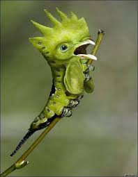 It's fun to imagine these animal hybrids but seeing them is even better. Art Sci Wicked Photoshopped Animal Hybrids