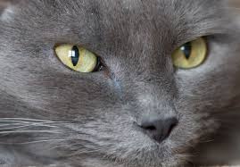 On peut également constater des chats au yeux bleusavec cette race, ce qui n'enlève absolument rien à son élégance, bien au contraire. 15 Chats Qui Ont Les Plus Beaux Yeux Du Monde Web Wamiz