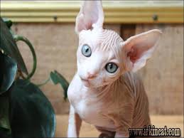Why buy a sphynx kitten for sale if you can adopt and save a life? Sphynx Cats For Sale Craigslist Petswall