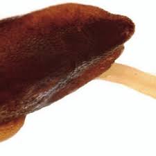 Image result for Warneckea cordiformis