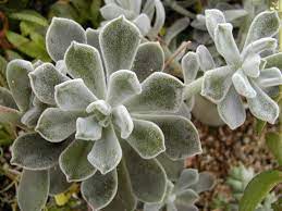 Silvery green leaves that give a frosted appearance when light hits the fine hairs on nth. Echeveria Pulvinata Var Frigida White Chenille Plant World Of Succulents