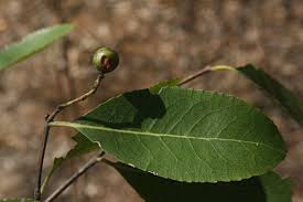 Image result for Elaeodendron matabelicum