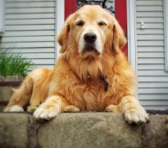 Ponderay golden retrievers we are located in the cowboy state of douglas, wyoming and not to far from colorado, nebraska and montana. Golden Retriever Shedding How Much And How To Get Control