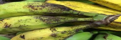 Banana bract mosaic virus (bbmv) disease symptoms Pests Of Banana Kisan Suvidha
