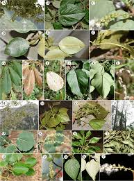 Image result for Salicaceae