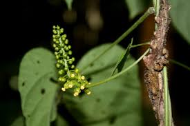 Image result for Dioscoreophyllum