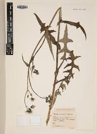 Image result for Sonchus schweinfurthii