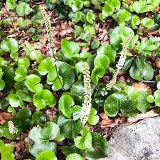 Image result for Hypoxis urceolata