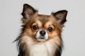 There are broadly two techniques you can use, depending. Complete Guide To The Classic Long Haired Chihuahua Petventuresbook