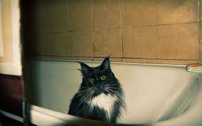 Your cat is a recent rescue from the street and is exceedingly filthy and/or covered with fleas; How Do You Know It S Time To Give Your Cat A Bath