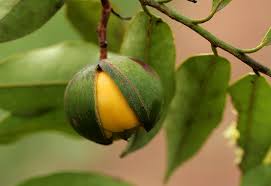 Image result for Landolphia eminiana