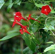 Cypress Vine Tiny Red Morning Glory 20 Seeds Ipomoea Etsy In 2021 Cypress Vine Hummingbird Plants Planting In Sandy Soil