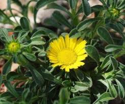 Il nome del genere (leucanthemum) deriva da due parole greche leukos (= bianco) e anthemon (= fiore) per il colore dei fiori, ligulati, simili a petali.l'epiteto specifico (diploide) deriva dalla particolare configurazione del corredo cromosomico delle sue cellule. Le Piante Da Fiore Che Resistono Al Caldo Coltivazione Biologica