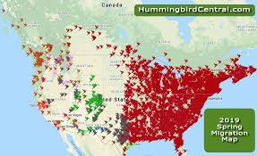 Hummingbird Species 2020 Hummingbird Migration Sighting