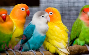 صور طيور نادرة و أجمل صور طيور قد تراها في العالم