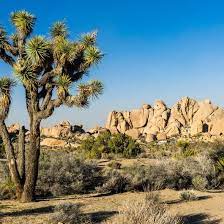 11 Best Day Hikes In Joshua Tree National Park Joshua Tree National Park National Parks California Parks