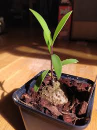 Image result for Cyphostemma obovato-oblongum