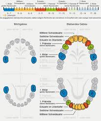 Und dann, mit 25 bis 33 monaten, kommen die letzten zähne des milchgebisses, die oberen hinteren backenzähne. Kinderzahne Furini Lorenz Zahnarzt Dentista Gais