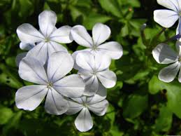 Image result for Plumbago zeylanica