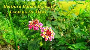 Check spelling or type a new query. Berburu Bahan Bonsai Lantana Di Alam Lantana Camara Youtube