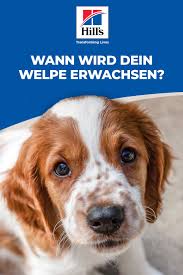 Hilfreiche tipps und infos zum thema ,hunde stubenrein,haustiere,hunde,erziehung,tricks,hunde stubenrein bei 'noch fragen?', der wissenscommunity aber der hund darf nicht bestraft werden, wenn er irgendwo hingemacht hat und man es erst einige zeit später entdeckt. Pin Auf Hundewissen