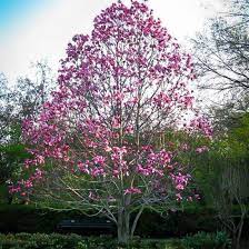 Galaxy Magnolia Tree Garden Soil Best Shade Trees Easy Garden