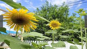 Tidak hanya dijadikan hiasan rumah, bunga matahari juga sering dijadikan bahan belajar. Bunga Himawari Di Palu Jadi Lambang Persahabatan Nyata Dengan Rakyat Jepang Tribunnews Com Mobile