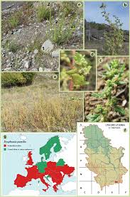 Image result for Dysphania pumilio