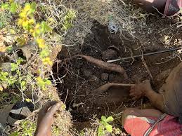 Image result for Vigna frutescens