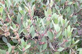 Image result for Pterocelastrus