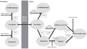 Metabolic Pathways Of Levodopa Abbreviations Comt Download Scientific Diagram