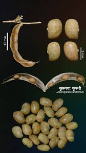 Image result for Macrotyloma tenuiflorum